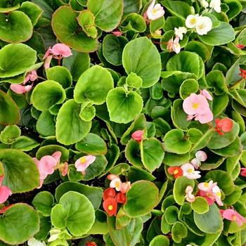 Begonia semperflorens 'Green Leaf Mix' 