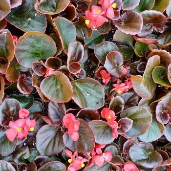 Begonia semperflorens 'Red Leaf Mix' 