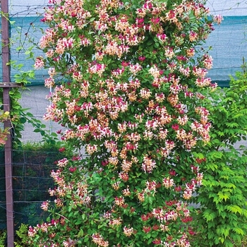 Lonicera periclymenum 'Inov86' PP21839