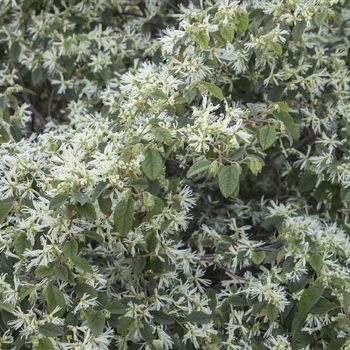 Loropetalum chinense 'Snow Panda' 