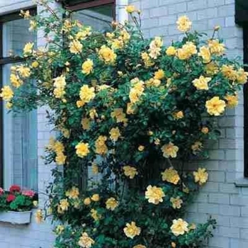 Rosa 'Golden Showers' 
