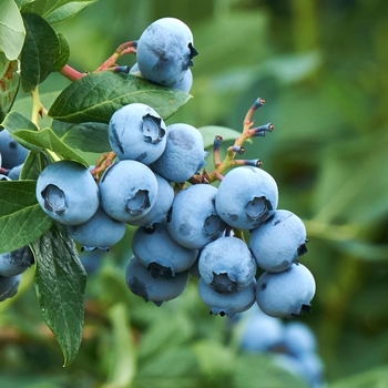 Vaccinium ashei 'Tifblue' 