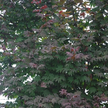 Acer circinatum 'Burgundy Jewel' 