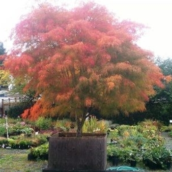Acer palmatum 'Beni shi en' 