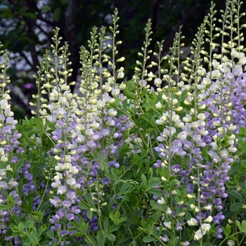 Baptisia 'Lunar Eclipse' PP25875