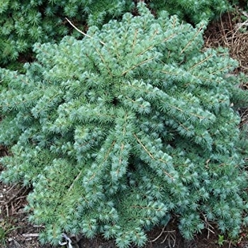 Larix kaempferi 'Blue Dwarf' 