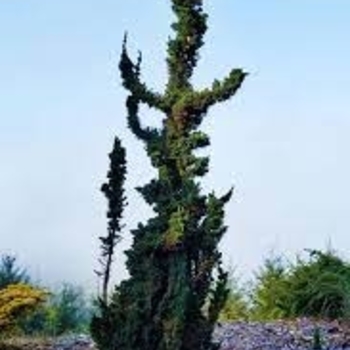 Chamaecyparis lawsoniana 'Wissel's Saguaro' 