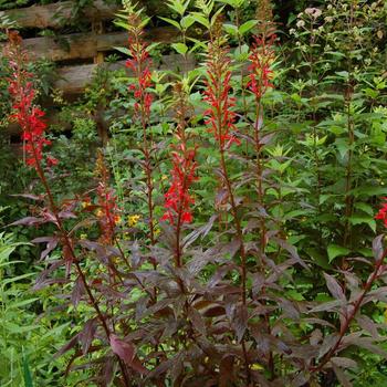 Lobelia cardinalis 'Black Truffle'