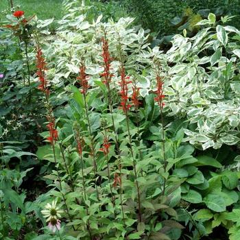 Lobelia cardinalis 'Fried Green Tomatoes' PP21958