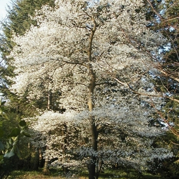 Amelanchier laevis 'Snowcloud' 