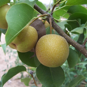 Pyrus pyrifolia 'Shinko' 