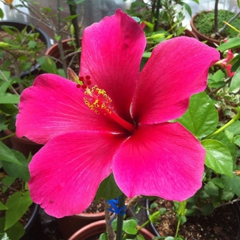 Hibiscus rosa-sinensis 'Lipstick' 