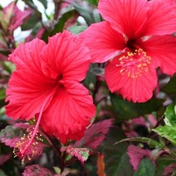 Hibiscus rosa-sinensis 'Santana' 