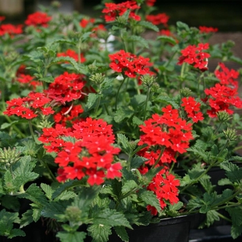 Verbena canadensis 'Homestead Red' 