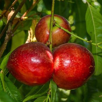 Prunus persica var. nucipersica 'Snow Queen' 