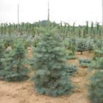 Abies concolor 'Select' 