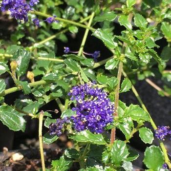 Ceanothus 'Centennial' 