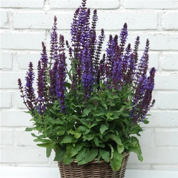 Salvia nemorosa