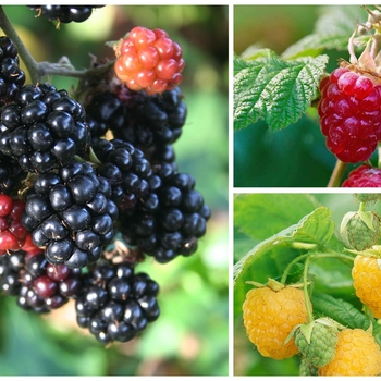 Rubus 'Multiple Varieties' 