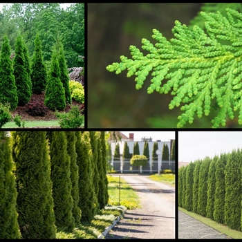 Thuja 