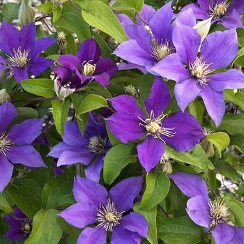 Clematis 'Evipo099' PPAF