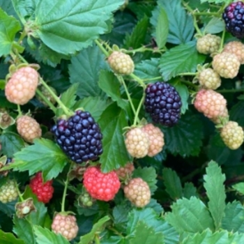 Rubus 'Apache' 