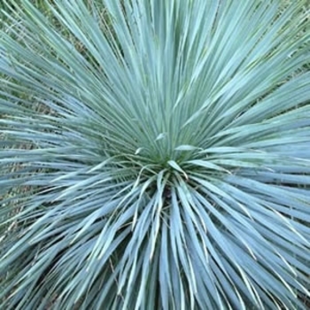 Yucca filamentosa 'Hoffer's Blue' 