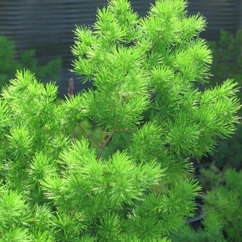 Asparagus retrofractus