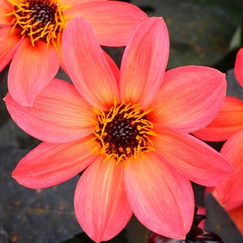 Dahlia Happy Days™ Neon