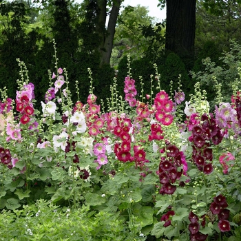 Alcea 'Multiple Varieties' 