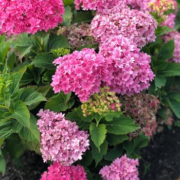 Hydrangea macrophylla 'Hortmafarfa' 