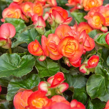 Begonia x hiemalis
