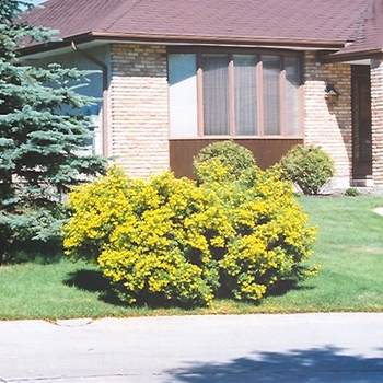 Potentilla fruticosa 'Jackmanii' 