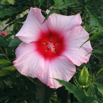Hibiscus 'Lady Baltimore' 