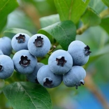 Vaccinium corymbosum 'Sharpblue' 