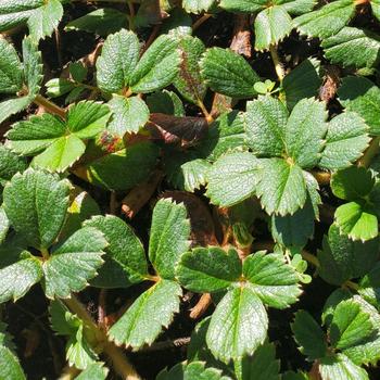 Fragaria chiloensis