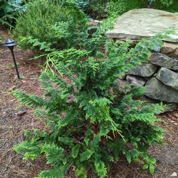 Chamaecyparis obtusa