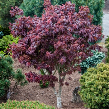 Acer palmatum 'Kurenai Jishi' 