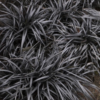 Ophiopogon planiscapus 'Black Beard' Yapard PP22128