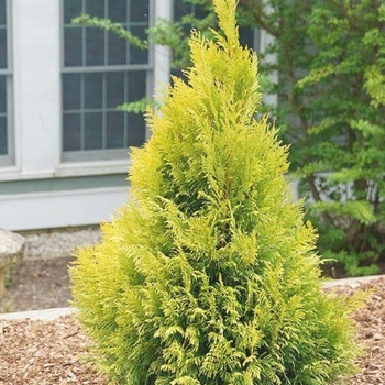 Thuja occidentalis 'Jantar' PP22296