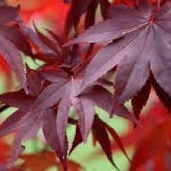 Acer palmatum 'Ruth's Red' 