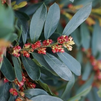 Distylium 'PIIDIST-II' PP24409
