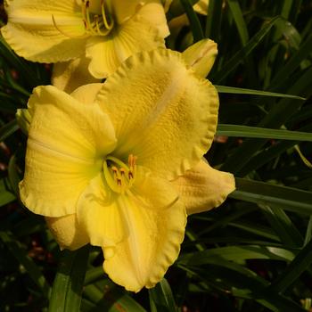 Hemerocallis 'Primetime Sunshine'