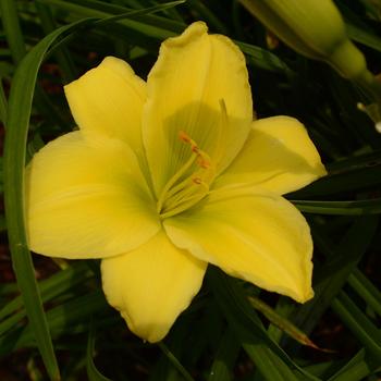 Hemerocallis 