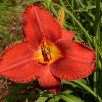 Hemerocallis 