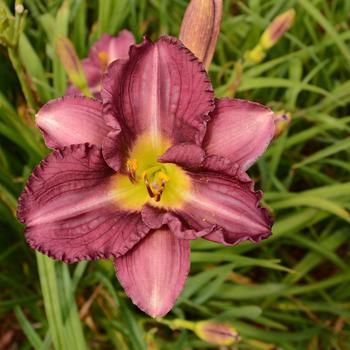 Hemerocallis 'Purple' 