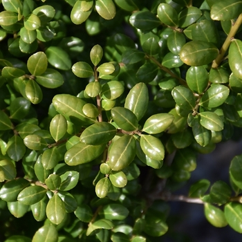 Ilex crenata 'Northern Beauty' 