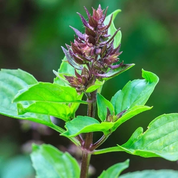 Ocimum basilicum 'Siam Queen Culinary Couture™' 