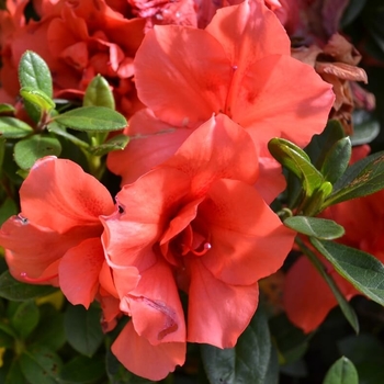 Rhododendron 'Autumn Series' 