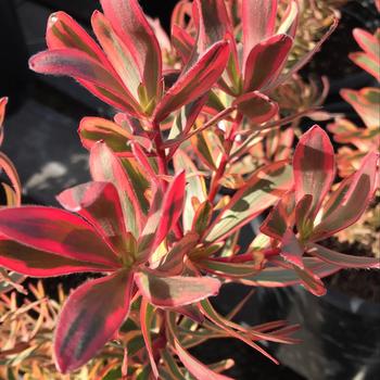 Leucadendron 'Jester' 